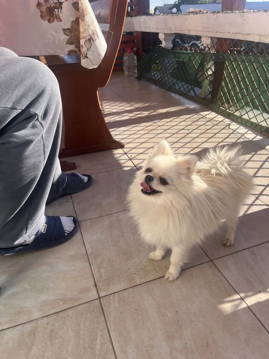 Femela pomeranian mini cu pedigree FCI