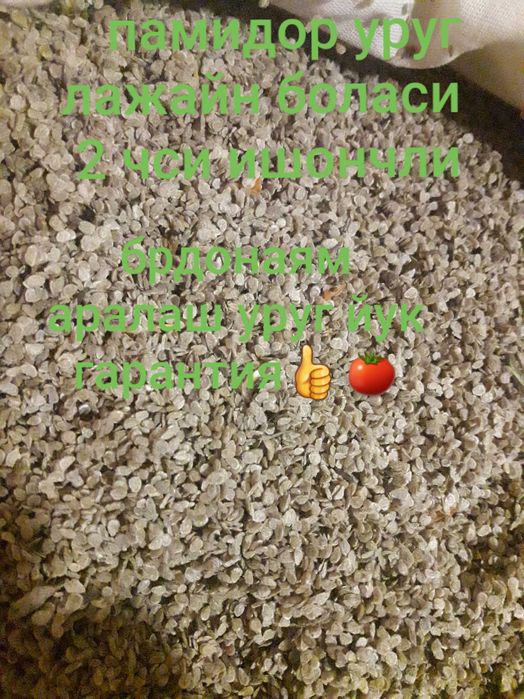 Задни муст кимда бор