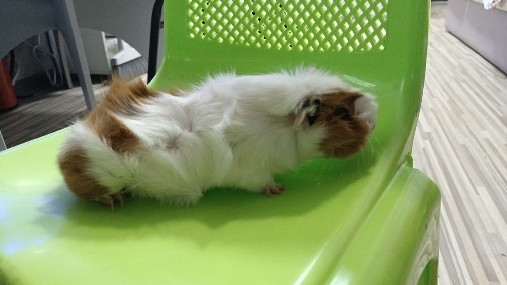 Морские свинки. Продаем