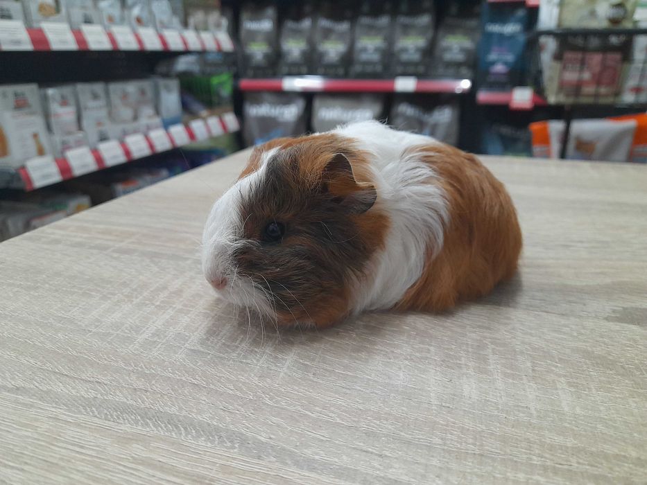 Морско свинче / свинчета на 1 месец