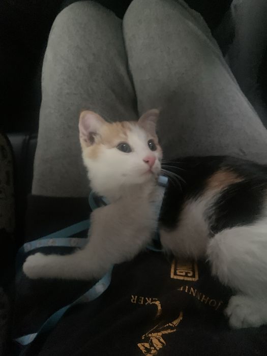 Вислоухий трехцветный котенок, девочка