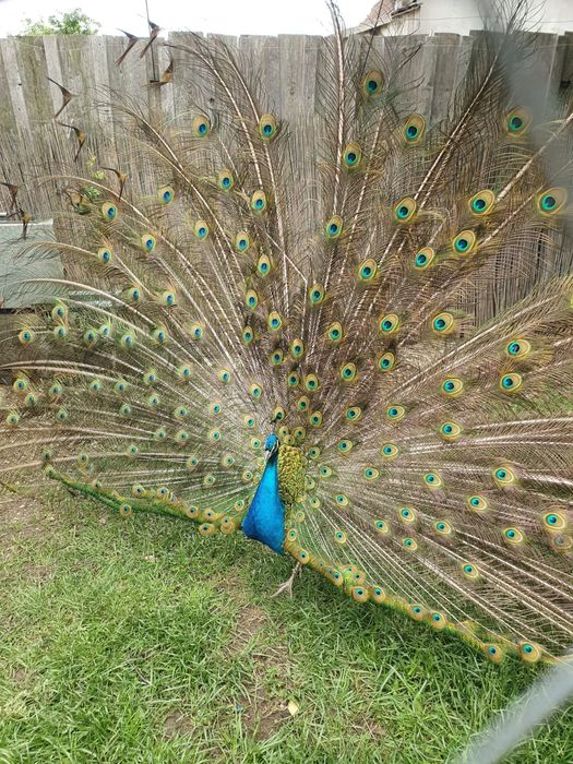 Vand Pauni maturi si pui