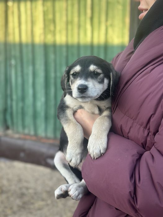 Щенята мальчик и девочка  ищут дом