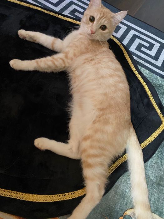 Домашний кот породистый