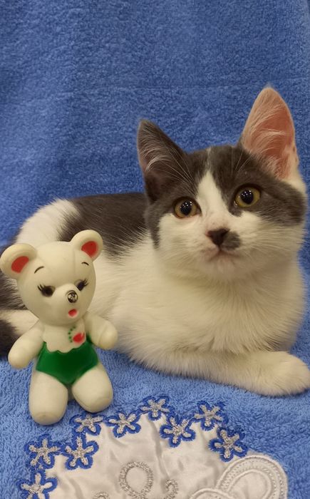 Котенок  мальчик в любящие руки