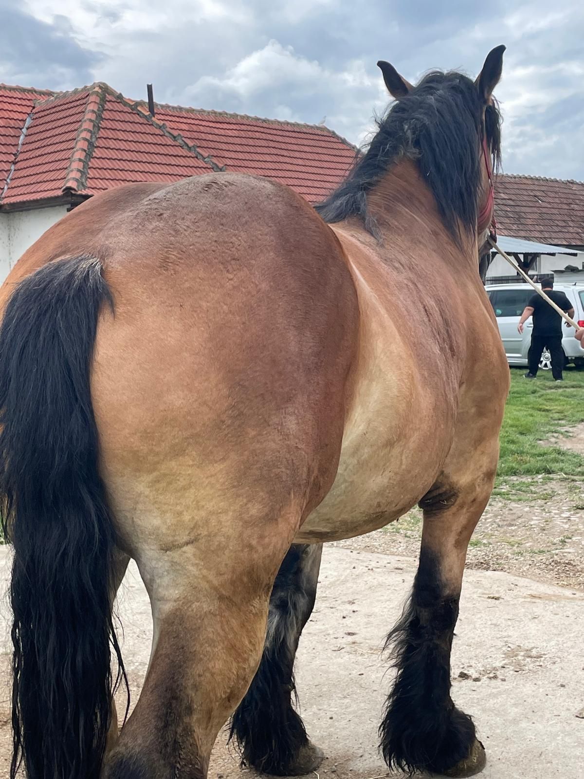 Vând mânză poloneză de 3 ani!