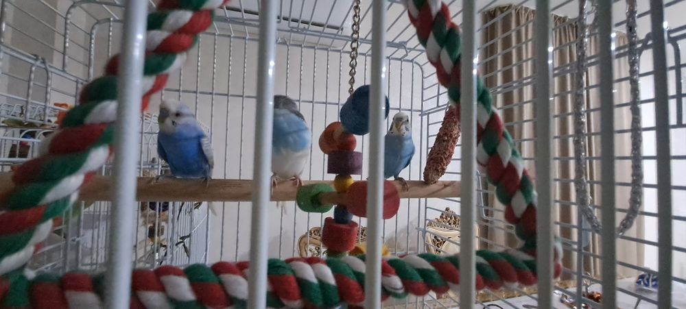 Продам 3 попугаев с клеткой и черепашку