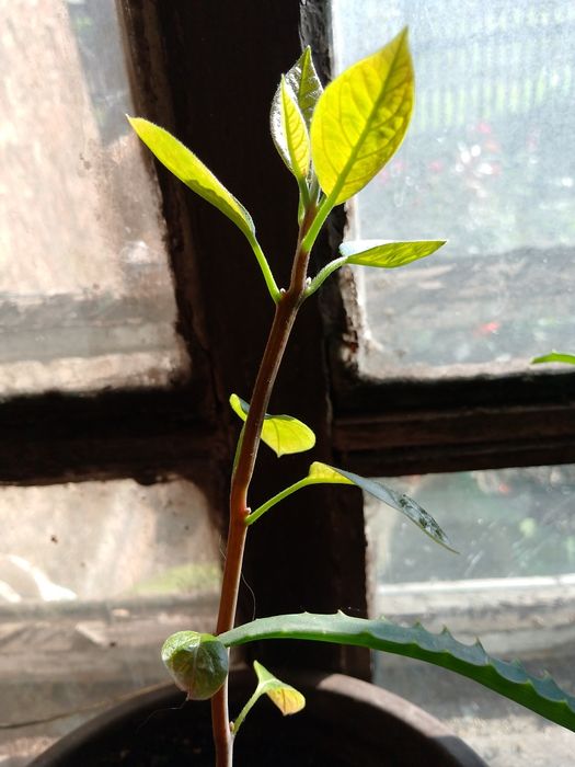 Продам авокадо продам