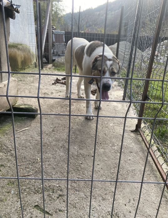 Vand pereche asia centrala