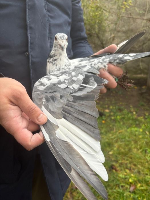 Vand voiajori ornament