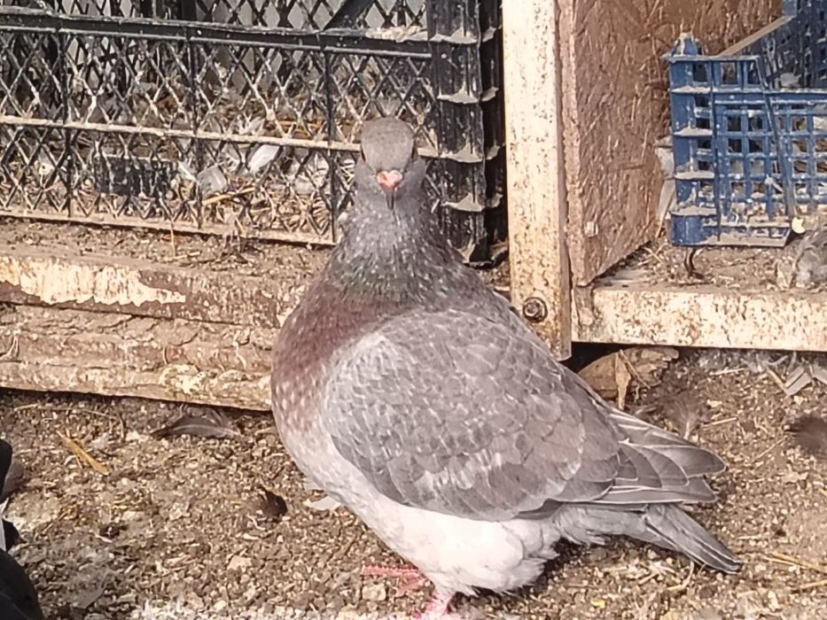 Porumbeii  Texani  si lahore