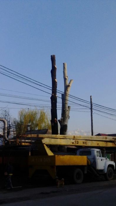 Спил деревьев в Алматы и Алматинской области!