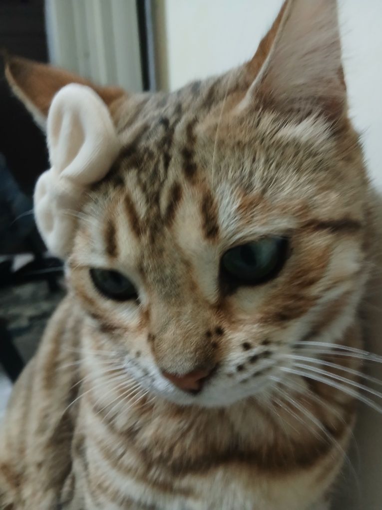 кошка бенгалиский
