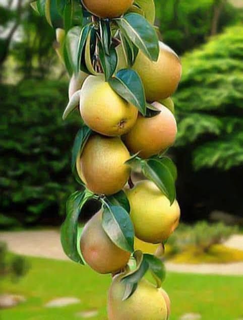 Pomi fructiferi columnari