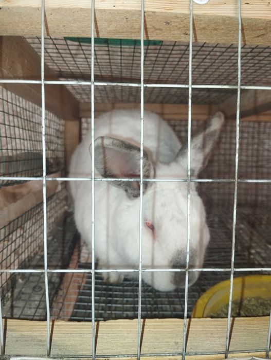 Quyon sotiladi erkak semiz zotka tezz Kaliforniya 250.000 soʻm