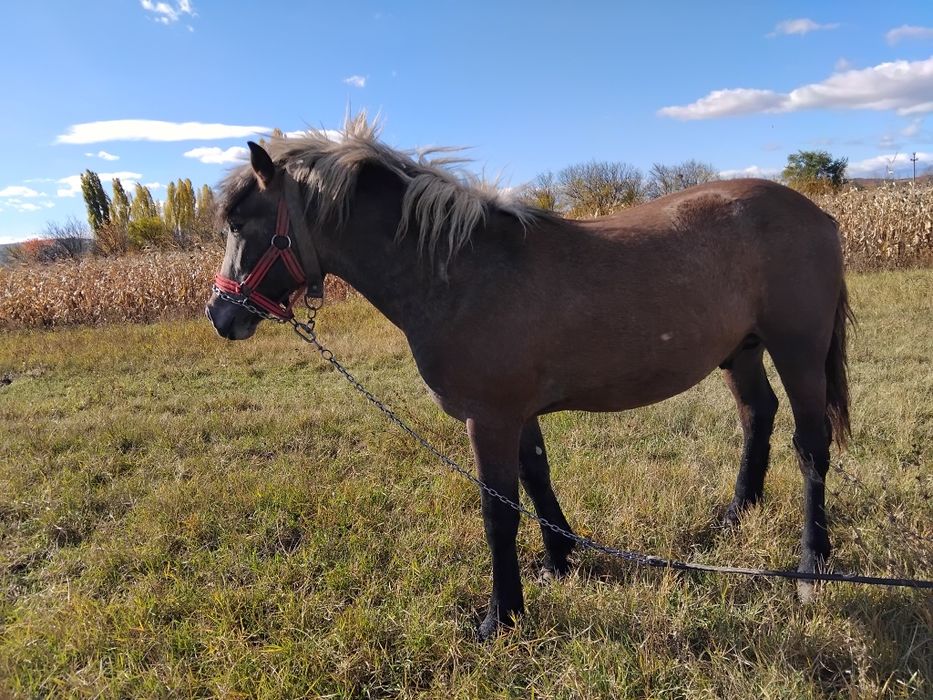 Vând mânz tânăr.