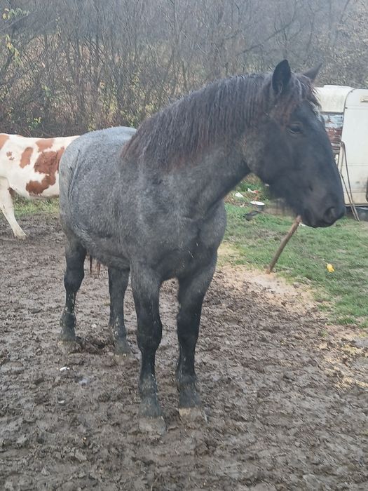 Vând mânză de 1 an și 5 luni