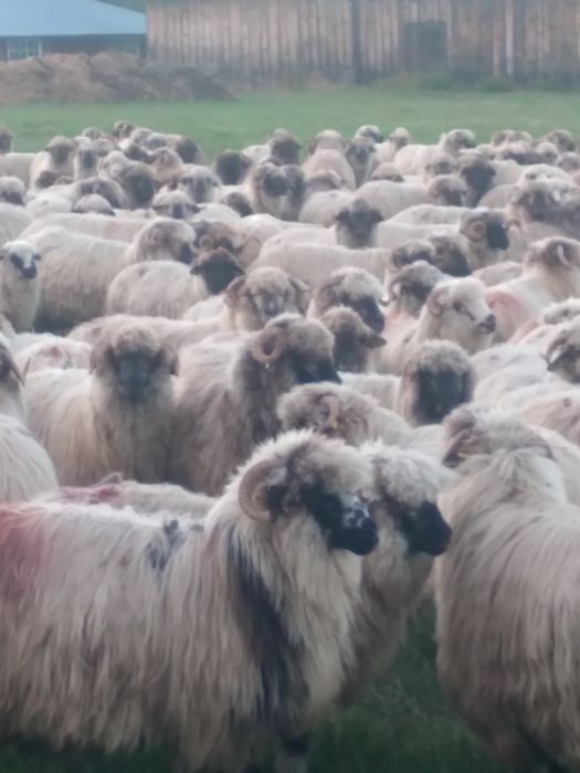 Vând oi bucalai  de Hațeg !