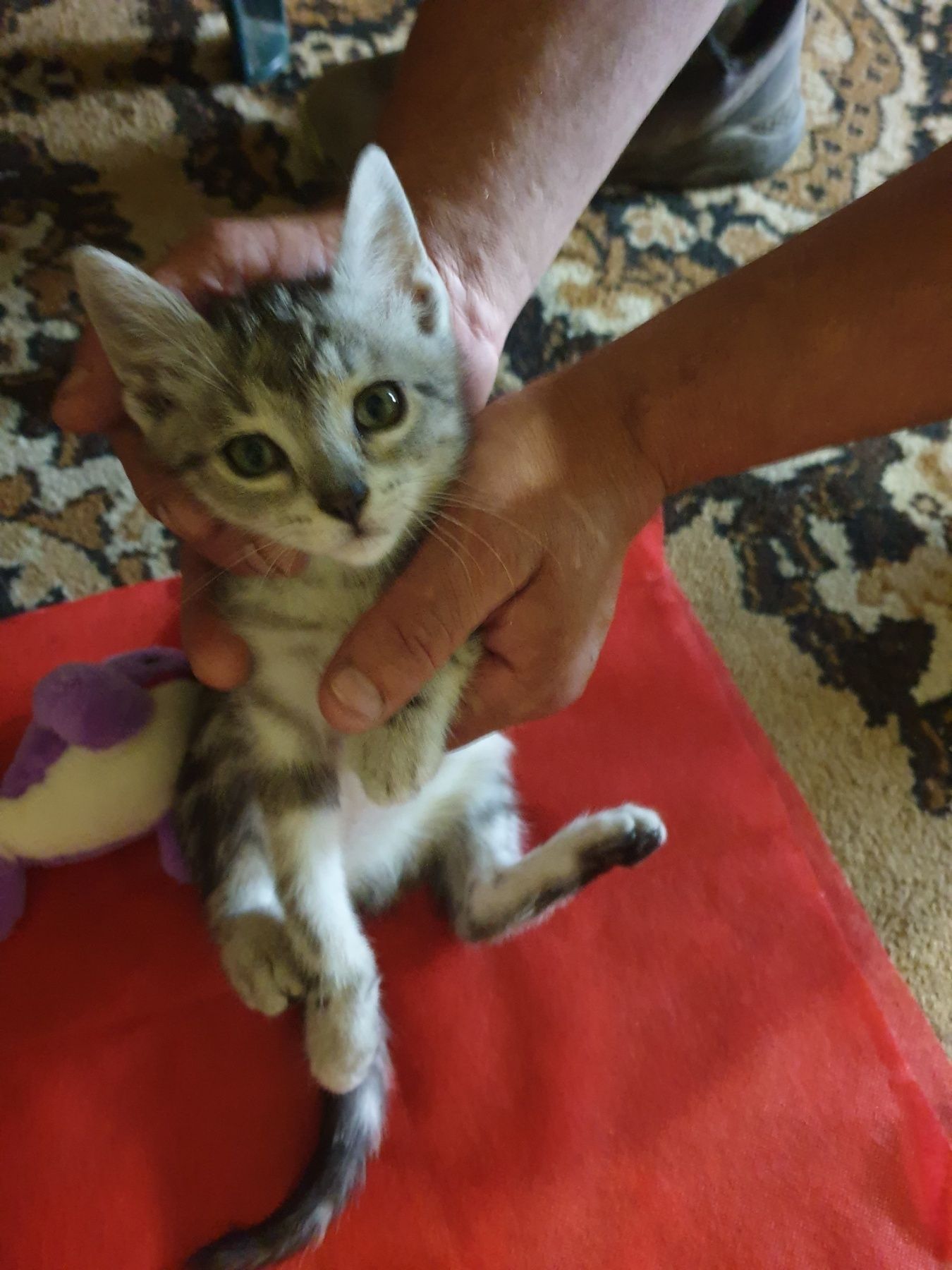 Подарявам  женско котенце