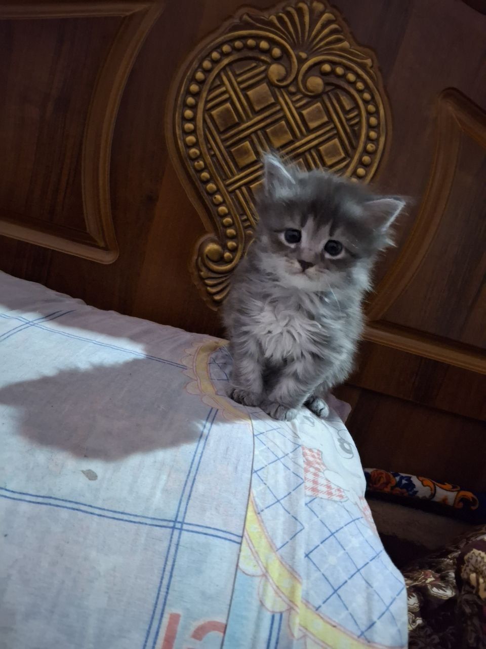 mushuk sotiladi zotli