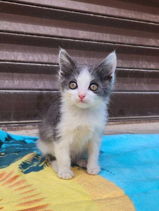 Kotyata v dobrie ruki