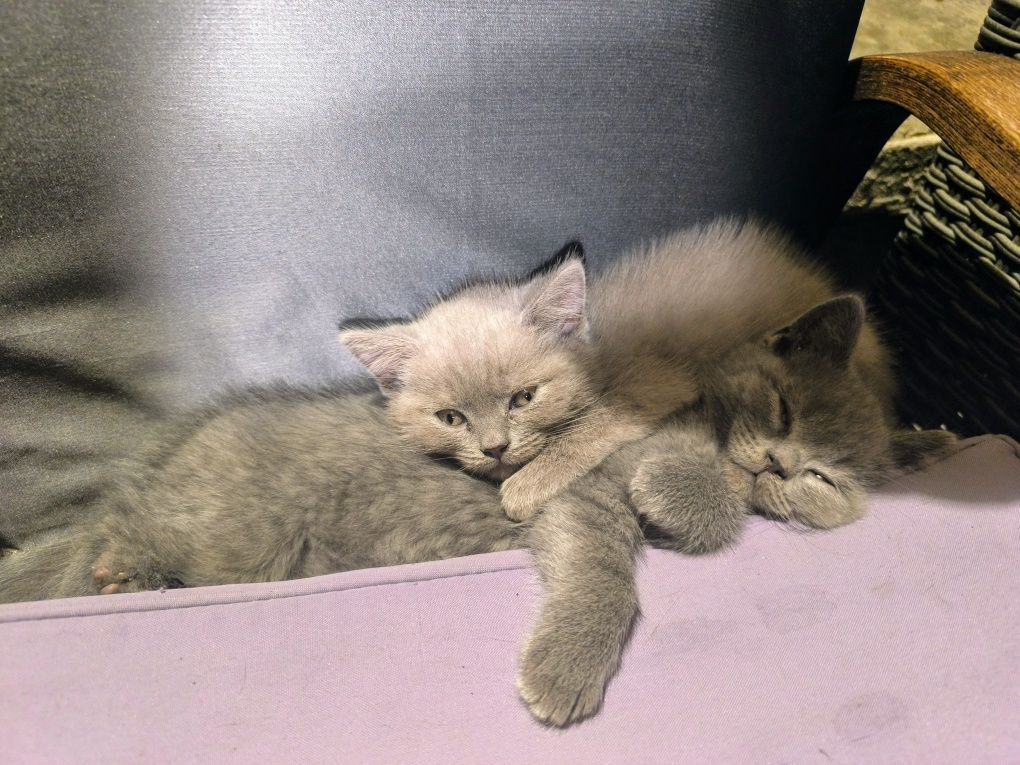 Британски котенца