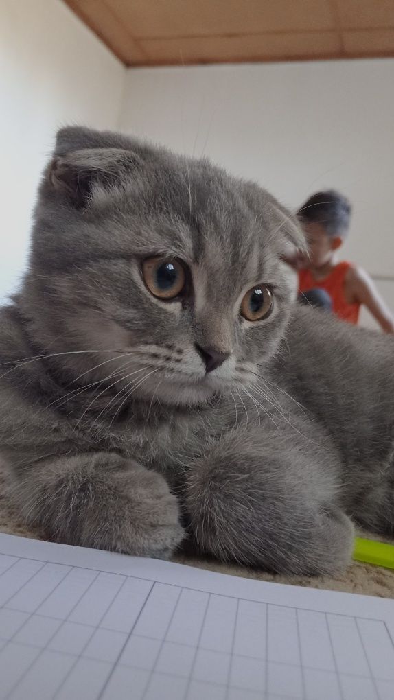 Котята  1 месяца