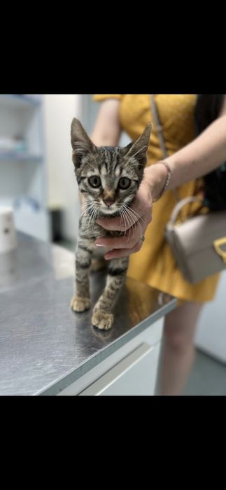 Motanelul Kiko, vaccinat