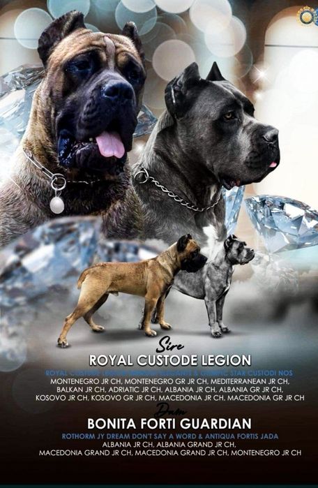 Cane Corso cu pedigree FCI de tip A