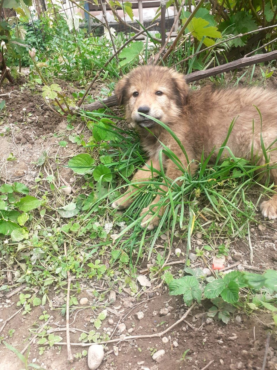 Щенок в добрые руки