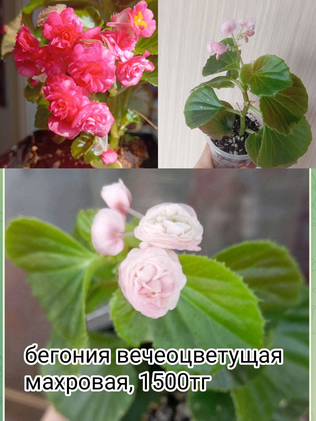 Цветы, разные, дешево