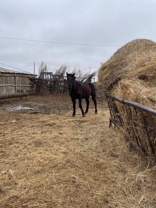 Құлындар мұғылжар тяжеловоз