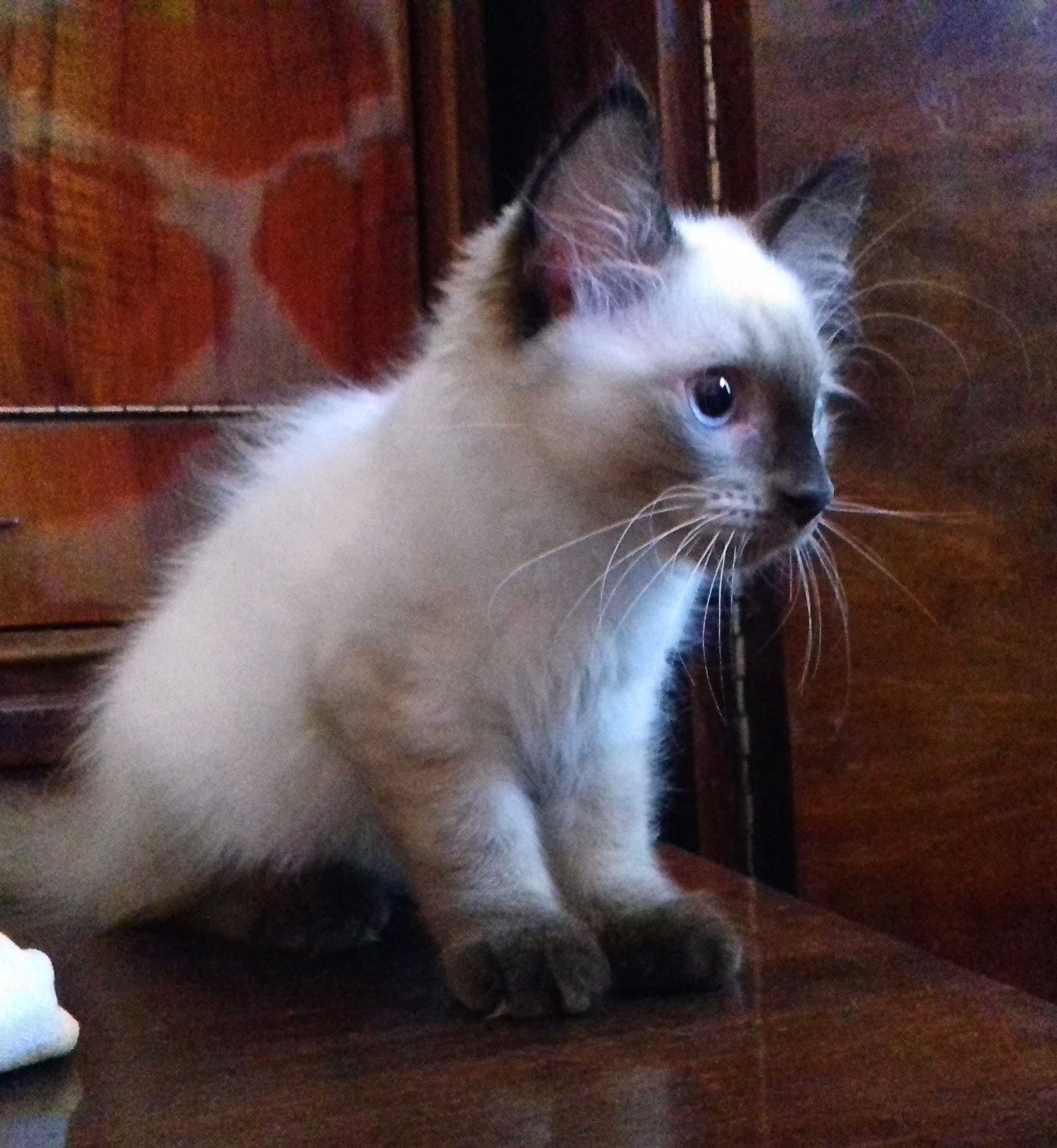 Тайский (сиамский) котёнок. Мальчик 3 месяца.