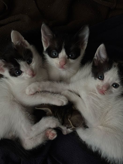 Ofer spre adoptie pui de pisica