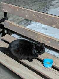 Найдена кошка чёрная, хозяева, отзавитесь!!