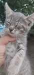 Pisicuțe spre adoptie