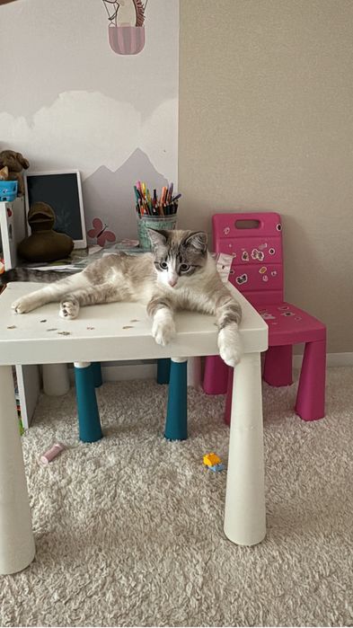 Помогите найти коту любящую семью!