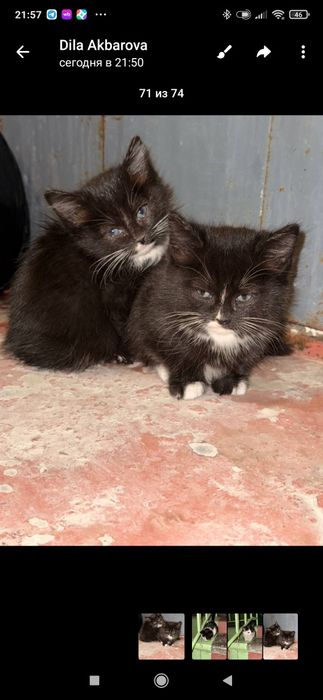 Котята нуждаются в хозяине.