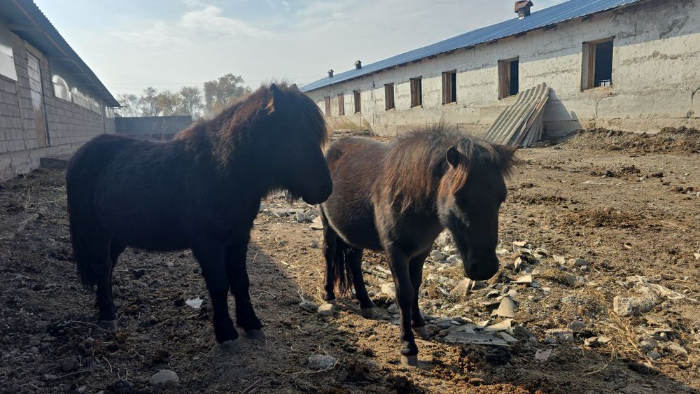 Пони сатам 1 еркек 1 ұрғашы бағасы 600000 сұрап тұрмын келісім бар