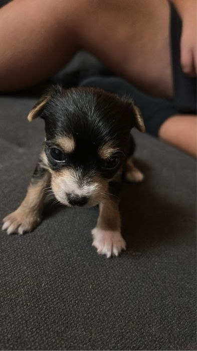 Йорки мини кръстоска КОЛЕДНА ПРОМОЦИЯ ДО ПЕТЪК  50 лв