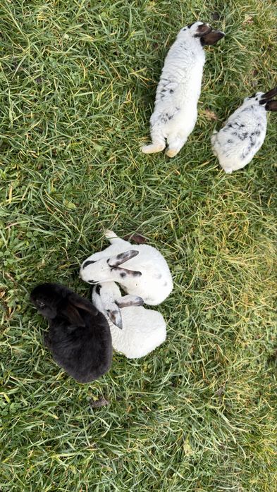 Vand pui de iepure rasa pura rex