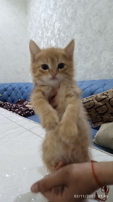 Mushuk aqilli o'ğil mushuk