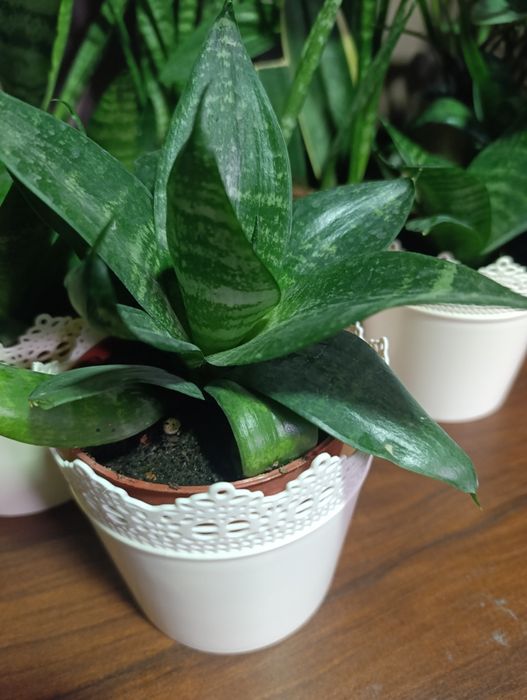 Sasiveriya hlorafitum spatifilum guli Комнатный растения