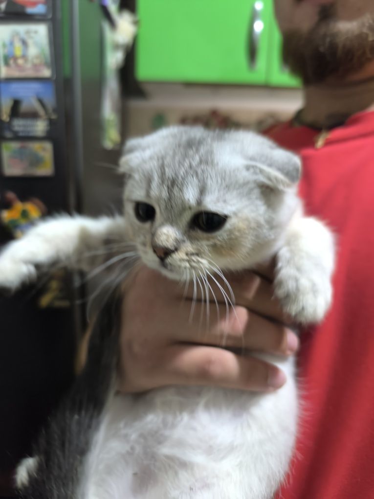 Вислоухие котята