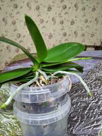 Продам орхидею Анаконда