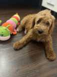 Goldendoodle ( Mama Golden, tatal poodle/ pudel )