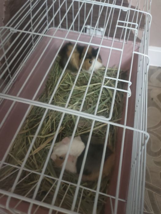 Морские свинки пара продам