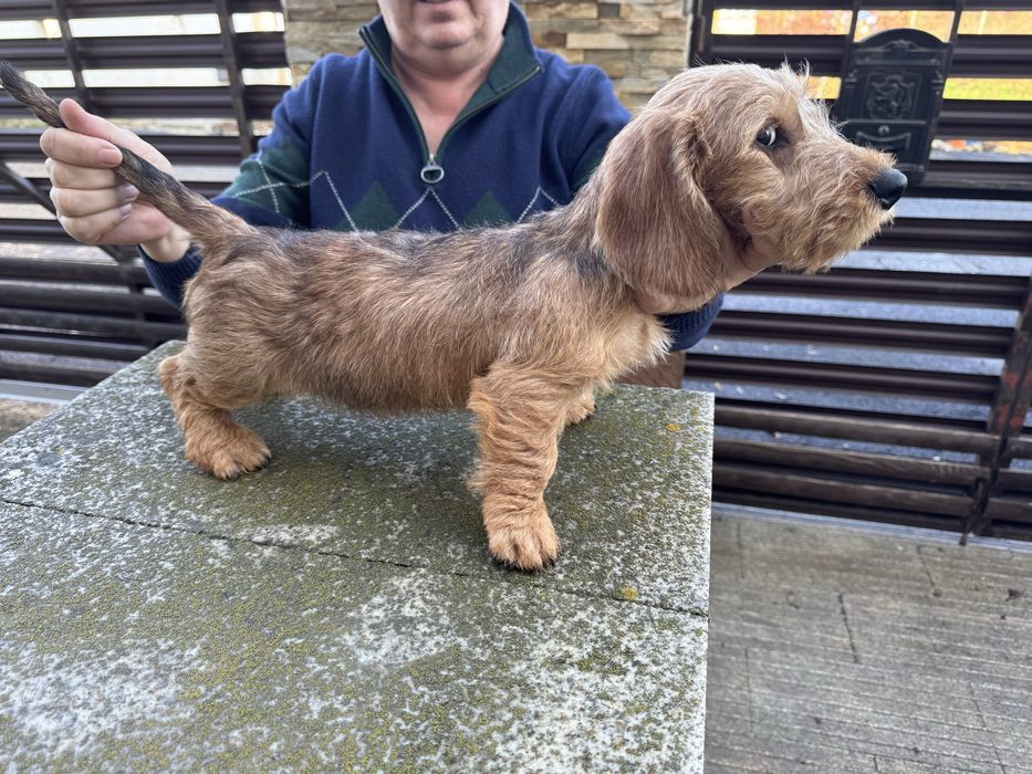 Pui teckel sarmos galben