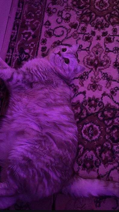 отдам серебристо-полостаго британца