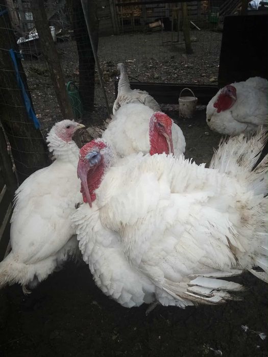 Vând curcani de carne 35lei/kg neg